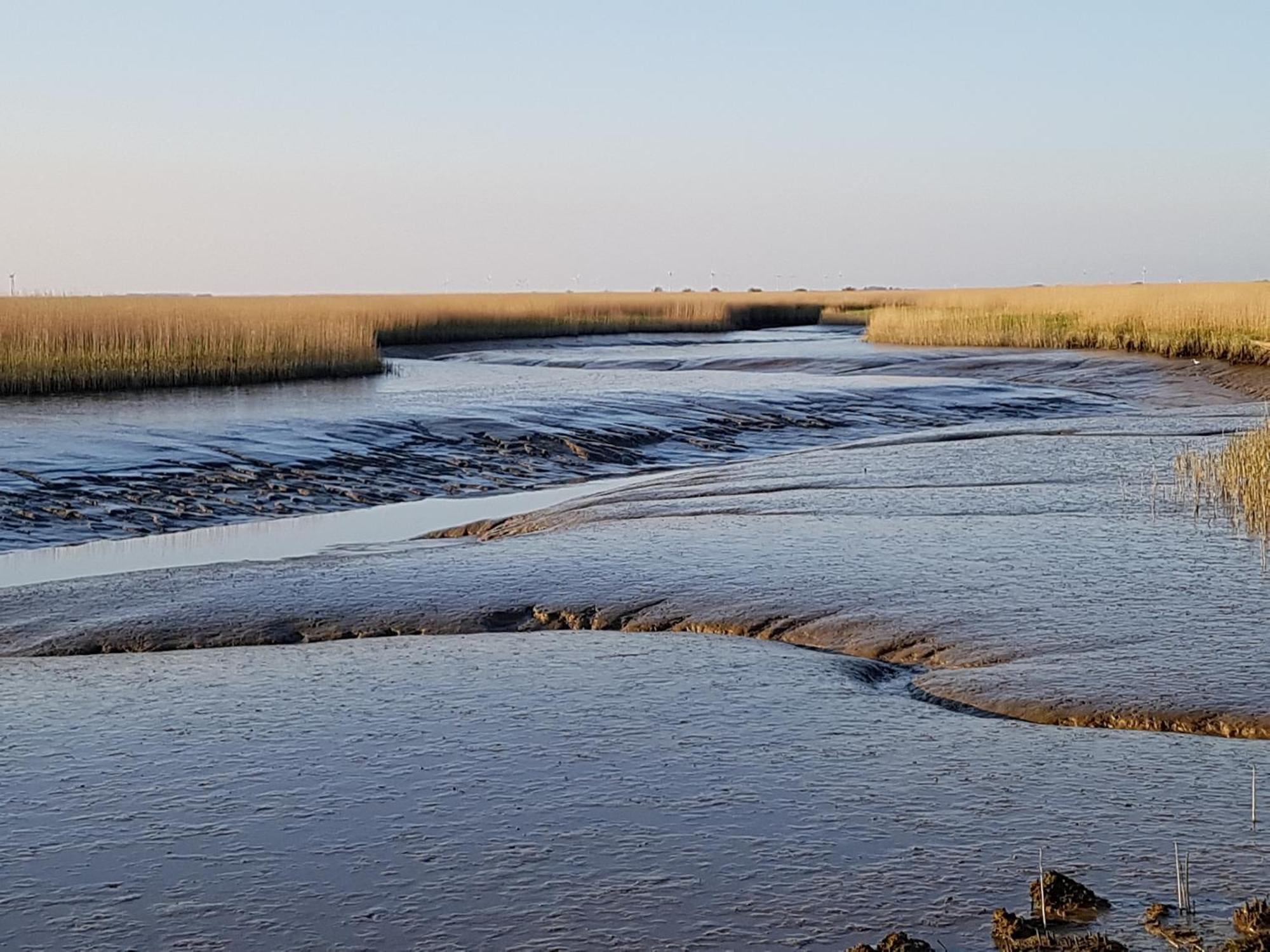 Bed & Breakfast Rheiderland Ditzumerverlaat Екстер'єр фото